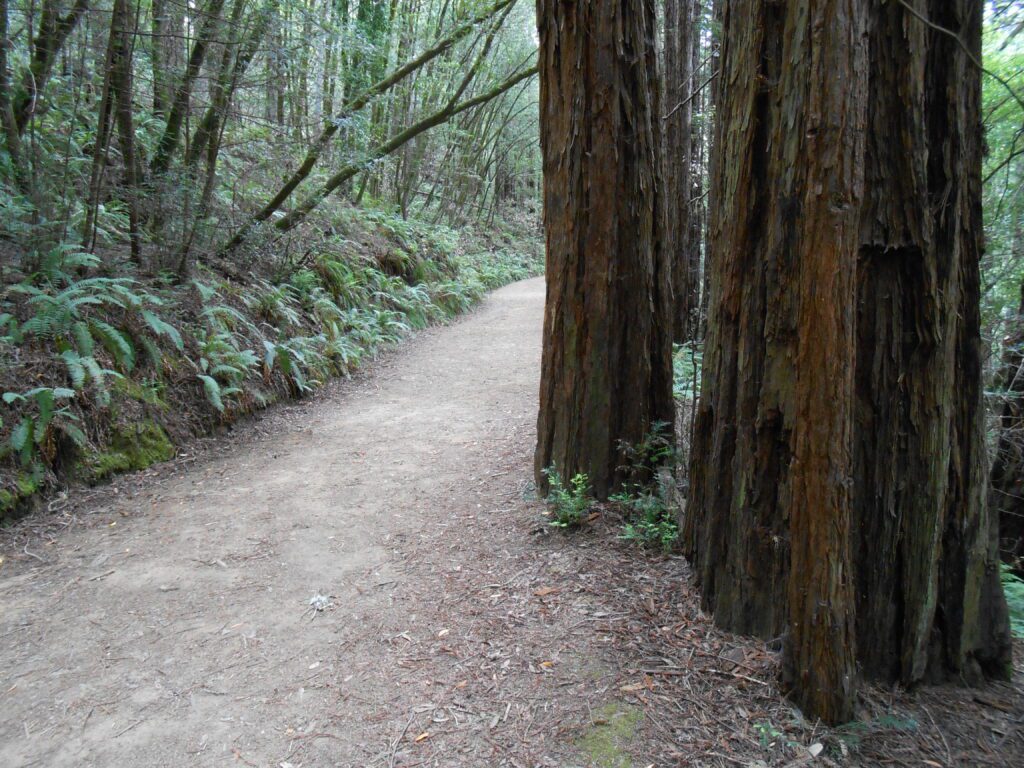 starting out, redwoods, path, journey, trail, nature
