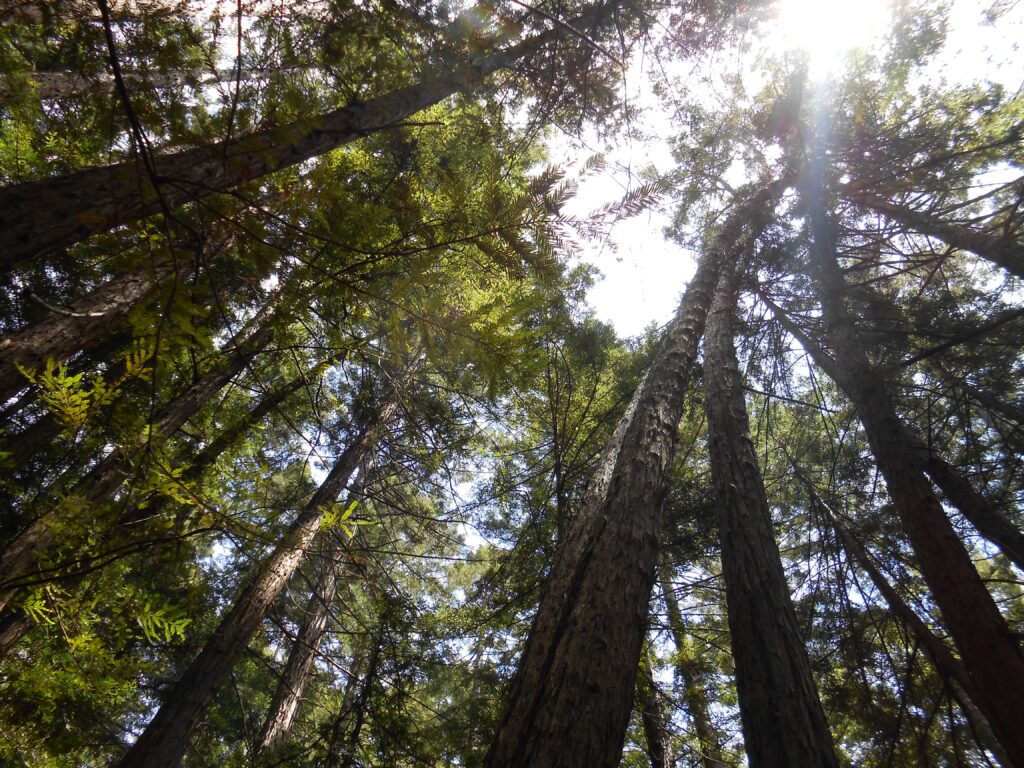 muir woods, redwoods