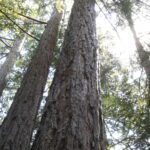 redwoods,