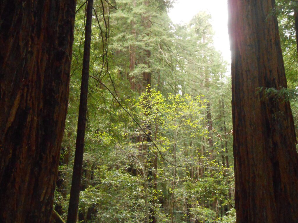 redwoods, green, nature, forces of nature,