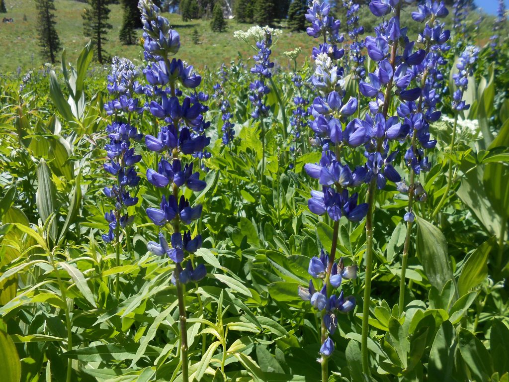 Why Students Continue Working with Me